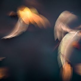 swimming leaves. -01-