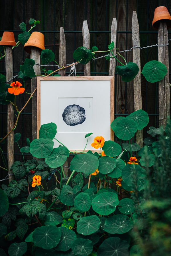 herbstgarten. -01- – Bild 4